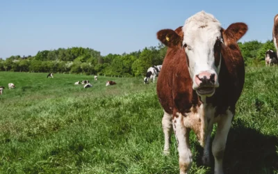 Can Cows Flip the Climate Narrative?