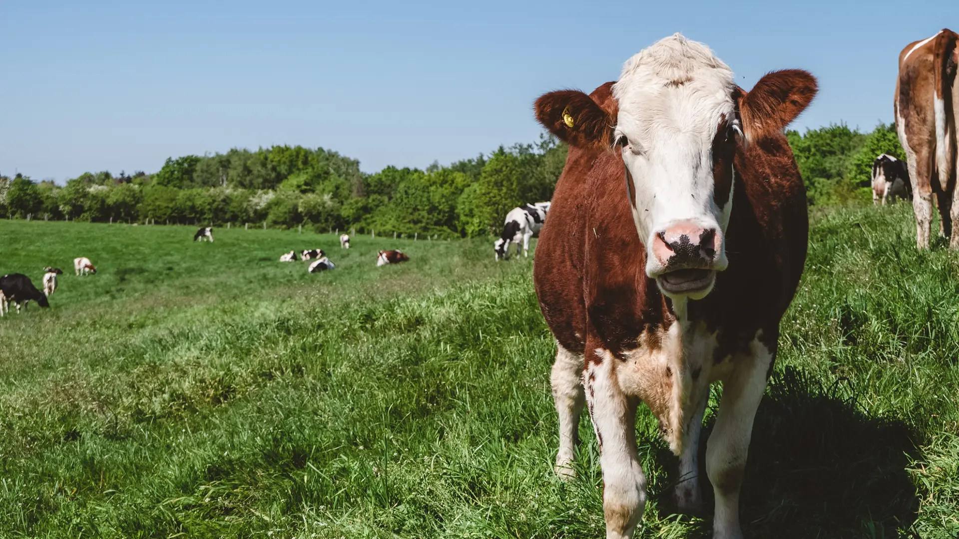 Wheeler Consulting | Blog | Can Cows Flip The Climate Narrative