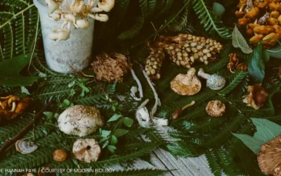 Meet the Man Who Finds Melodies Inside Mushrooms